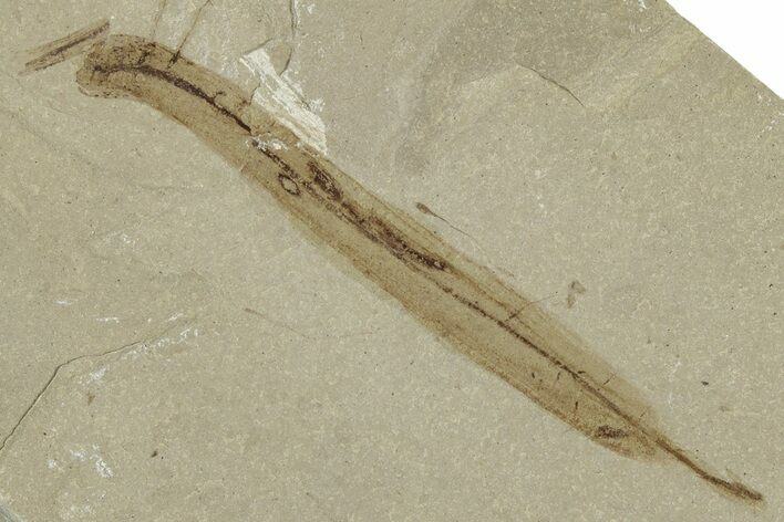 Eocene Fossil Leaf (Oreopanax) - Green River Formation, Utah #331894